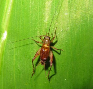 2021 Evolutionary, Ecological, and Conservation Genomics (EECG) Research Awards